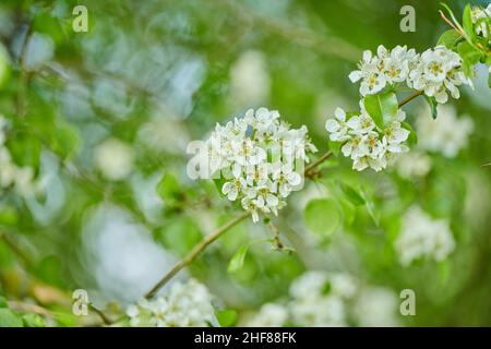 Kultur Birne (Pyrus communis), blühend, Bayern, Deutschland Stockfoto