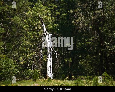 Tote Bäume aufgrund eines ehemaligen Waldbrands im Yosemite Park Stockfoto