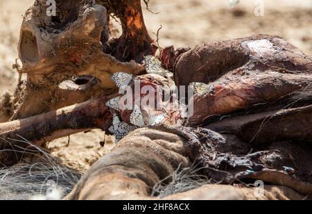 Braune weiße Schmetterlinge saugen Mineralien und Feuchtigkeit aus einem Tierkadaver im Kgalagadi auf Stockfoto