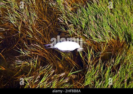 San Francisco Ocean Beach, toter Vogel im Meer Stockfoto