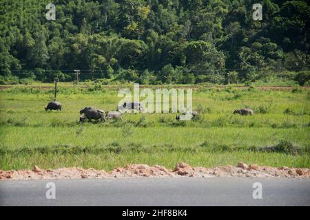 Wasserbüffel entlang der Straße. Herde mit zwei jungen Büffeln. Grüne Landschaft, Eisenbahnstrecke im Hintergrund. Vietnam. Asien Stockfoto