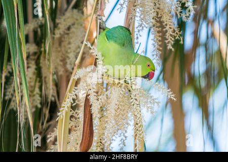 Rosenberingssittich (Psittacula krameri), weiblich, auf einer kanarischen Palme (Phoenix canariensis). Stockfoto