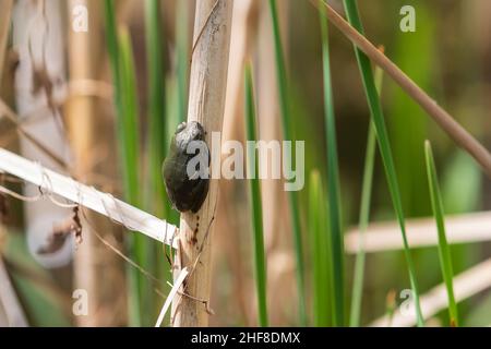 Der grüne Baumfrosch - Hyla arborea - sitzt auf einem Schilf in einem Teich in seinem natürlichen Lebensraum. Foto der wilden Natur. Stockfoto