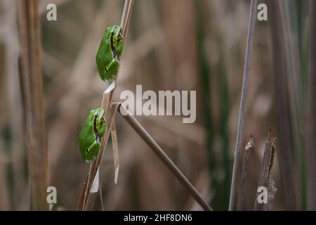 Zwei Frösche Hyla arborea - Europäischer Baumfrosch, der auf einem Grashalm übereinander sitzt. Stockfoto