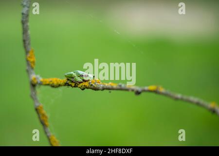 Frosch Hyla arborea - Europäischer Baumfrosch, der auf einem Ast sitzt. Das Foto hat einen schönen grünen Hintergrund mit einem interessanten Bokeh. Stockfoto