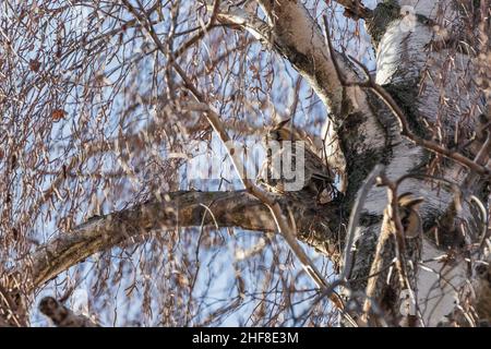 Eule ASIO otus - Langohreule, die tagsüber in den Zweigen des Birken-Betula-Baumes ruht. Wildes foto. Stockfoto