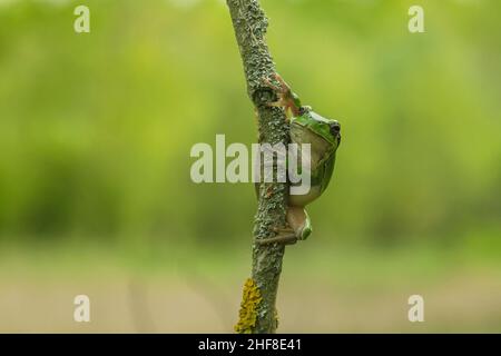 Hyla arborea Grüner Baumfrosch sitzt auf einem Baum mit grünem Hintergrund und schönem Bokeh Stockfoto