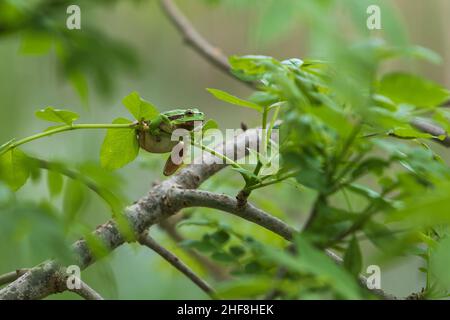 Hyla arborea - Baumfrosch - ein kleiner Frosch, der in den Ästen eines Baumes sitzt. Es gibt grüne Blätter herum. Der Hintergrund ist schön Bokeh. Stockfoto