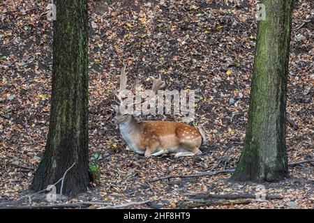 Damhirschen - Dama dama liegt auf dem Boden in den Blättern zwischen den Bäumen. Stockfoto