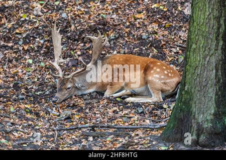 Damhirschen - Dama dama liegt auf dem Boden in den Blättern zwischen den Bäumen. Stockfoto
