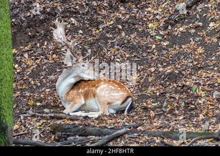 Damhirschen - Dama dama liegt auf dem Boden in den Blättern zwischen den Bäumen. Stockfoto
