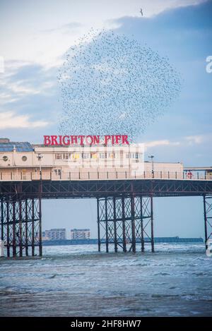 Die Starling Murmeln über Brighton Pier im Frühjahr 2021 an einem bewölkten Tag aufgenommen. Stockfoto