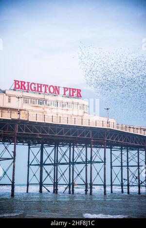 Die Starling Murmeln über Brighton Pier im Frühjahr 2021 an einem bewölkten Tag aufgenommen. Stockfoto