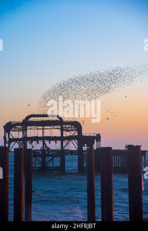 Stare tanzen bei Dämmerung über den Resten des West Pier in Brighton Stockfoto