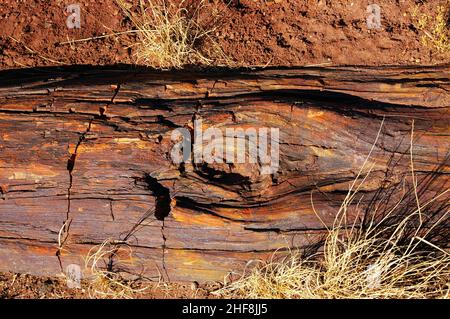 Abschnitt von versteinertem Holz in einer Wüstenumgebung Stockfoto