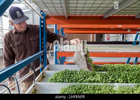 Bennett, Colorado - Emerald Gardens, eine Innenfarm, baut Mikrogrüns in einem passiven Sonnengewächshaus an. Mitgründer Dave Demerling zeigt seinen Mikrogre Stockfoto