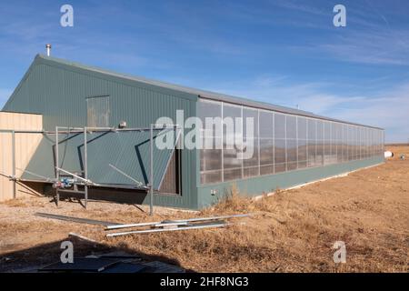 Bennett, Colorado - Emerald Gardens, eine Innenfarm, baut Mikrogrüns in einem passiven Sonnengewächshaus an. Microgreens, Keimlinge von Gemüse und Kräutern, Stockfoto