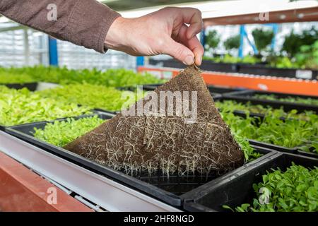 Bennett, Colorado - Emerald Gardens, eine Innenfarm, baut Mikrogrüns in einem passiven Sonnengewächshaus an. Microgreens, Keimlinge von Gemüse und Kräutern, Stockfoto