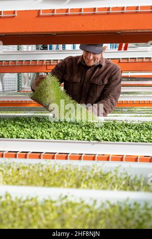 Bennett, Colorado - Emerald Gardens, eine Innenfarm, baut Mikrogrüns in einem passiven Sonnengewächshaus an. Mitgründer Dave Demerling zeigt seinen Mikrogre Stockfoto