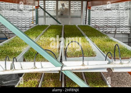 Bennett, Colorado - Emerald Gardens, eine Innenfarm, baut Mikrogrüns in einem passiven Sonnengewächshaus an. Microgreens, Keimlinge von Gemüse und Kräutern, Stockfoto