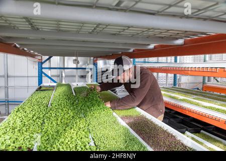 Bennett, Colorado - Emerald Gardens, eine Innenfarm, baut Mikrogrüns in einem passiven Sonnengewächshaus an. Mitgründer Dave Demerling zeigt seinen Mikrogre Stockfoto