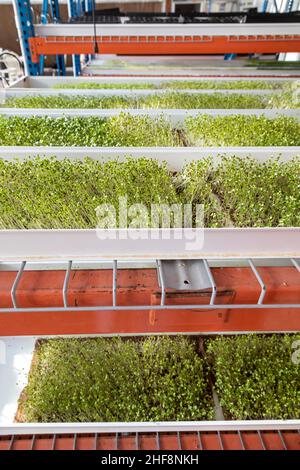 Bennett, Colorado - Emerald Gardens, eine Innenfarm, baut Mikrogrüns in einem passiven Sonnengewächshaus an. Microgreens, Keimlinge von Gemüse und Kräutern, Stockfoto