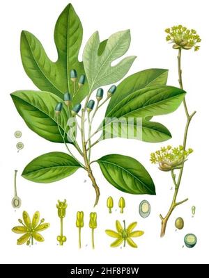 Sassafras albidum - Köhler–s Medizinal-Pflanzen-260. Stockfoto