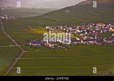 Dorf Trittenheim in den Weinbergen an der Mosel Stockfoto