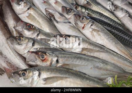 Makrelenfisch auf Eis auf dem Markt Stockfoto