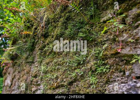 Grüne Farne und Moos wachsen auf einer Felswand Stockfoto