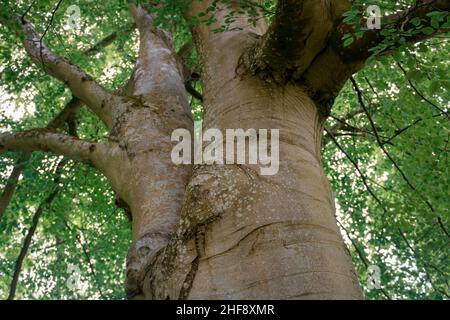 Stamm- und Blattdach einer europäischen oder gemeinen Buche (Fagus sylvatica) Stockfoto