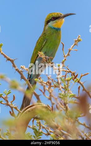 Schwalbenschwanz-Bienenfresser im Kgalagadi Stockfoto