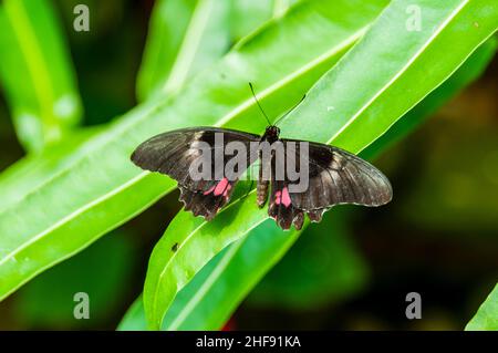 Key West, Red Rim Butterfly - Biblis hyperia Stockfoto