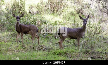 Alert Black Tailed Deer Mutter und Rehkitz in grasbewachsenen Hügel. Foothills Park, Santa Clara County, Kalifornien, USA. Stockfoto