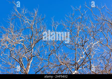 Blauer Himmel, gefiltert von einer blattlosen Ulme und ihren Ästen und Gliedmaßen Stockfoto