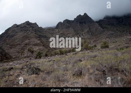 Trockene Vegetation in El Palmar oberhalb der Nordküste von La Gomera auf der Kanarischen Insel. Stockfoto