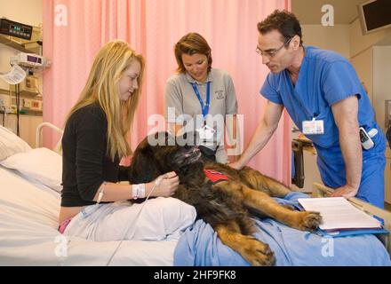 Ein 15-jähriges Mädchen, ein Patient in einem Kinderkrankenhaus in Mission Viejo, CA, trifft einen geheckten „Therapiehund“, der speziell dafür ausgebildet wurde, den Krankenhausvater aufzumuntern Stockfoto