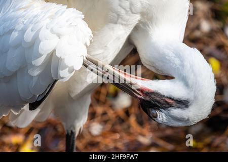 Whooping-Kran (Grus americana), eine vom Aussterben bedrohte Art und der höchste nordamerikanische Vogel, im Jacksonville Zoo in Jacksonville, Florida. (USA) Stockfoto