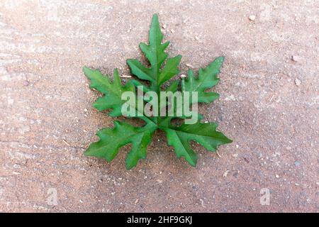 Blattkuh auf dem Boden Pastinaken Pflanze Riesen-Schwalbenkraut Pflanze Riesen-Schwalbenkraut Stockfoto