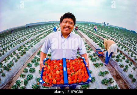 Ein hispanischer Arbeiter zeigt auf einer Farm in Irvine, CA, eine frisch geerntete Erdbeerflat. Stockfoto