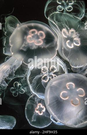 Quallen und Meeresquallen sind die informellen, gemeinsamen Namen, die der medusa-Phase bestimmter gelatinöser Mitglieder des Subphylums Medusozoa, einem großen pa, gegeben werden Stockfoto