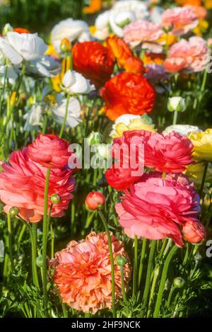 Ranunculus ist eine große Gattung von etwa 600 Arten blühender Pflanzen aus der Familie der Ranunculaceae. Stockfoto