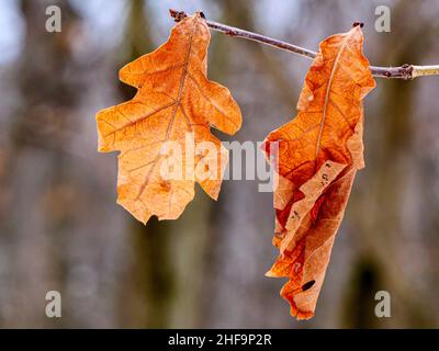 Im Winter hängen Blätter der Weißeiche (Quercus alba) an den Zweigen. Thatcher Woods Forest Preserve, Illinois. Stockfoto