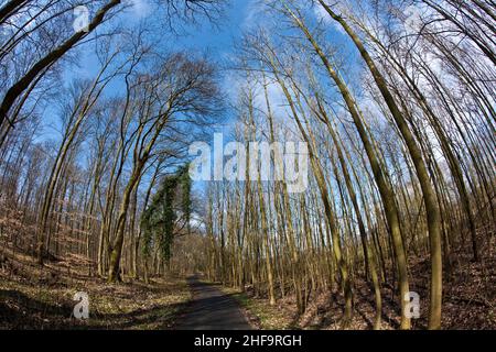 Weg durch Holz und Kronen im Frühling ohne Blätter am tiefblauen Himmel Stockfoto