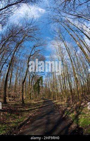 Weg durch Holz und Kronen im Frühling ohne Blätter am tiefblauen Himmel Stockfoto