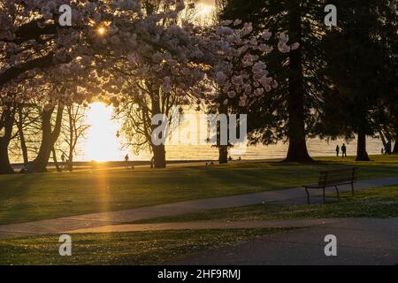 Sunset Beach Park wunderschöne Landschaft im Frühling Sonnenuntergang Zeit. Kirschblüten in voller Blüte. Vancouver, BC, Kanada. Stockfoto