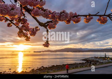 Sunset Beach Park wunderschöne Landschaft im Frühling Sonnenuntergang Zeit. Kirschblüten in voller Blüte. Vancouver, BC, Kanada. Stockfoto