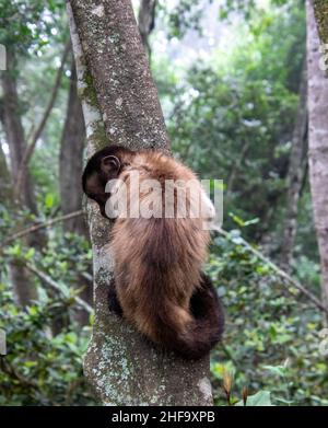 Kapuzineraffen in einem Baum isoliert Stockfoto