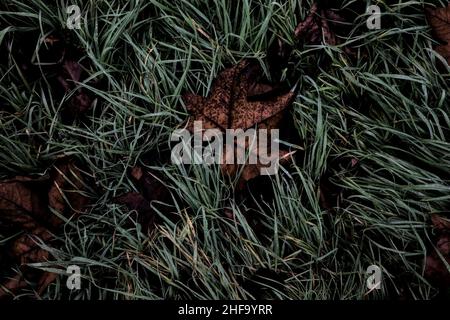 Verwelkte Ahornblätter im Gras von oben gesehen Stockfoto
