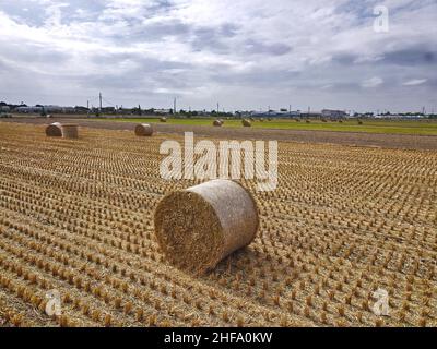 Strohballen auf geerntetem Feld. Stockfoto